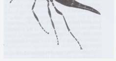 (Trichomalus) 