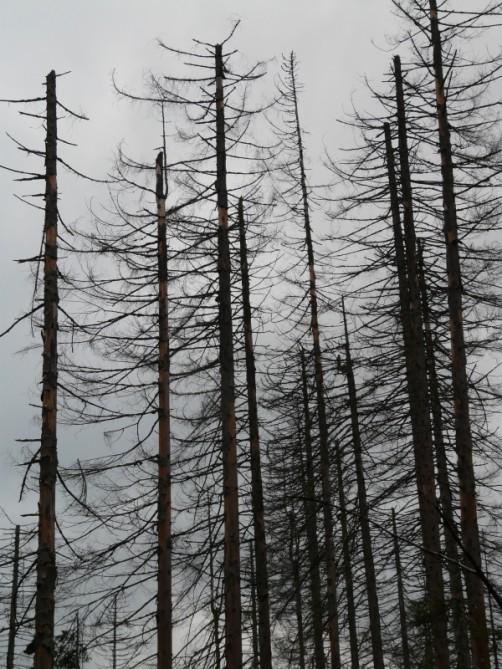 Försurning Försurning innebär att ph-värdet sänks i naturen på grund av mänsklig påverkan.