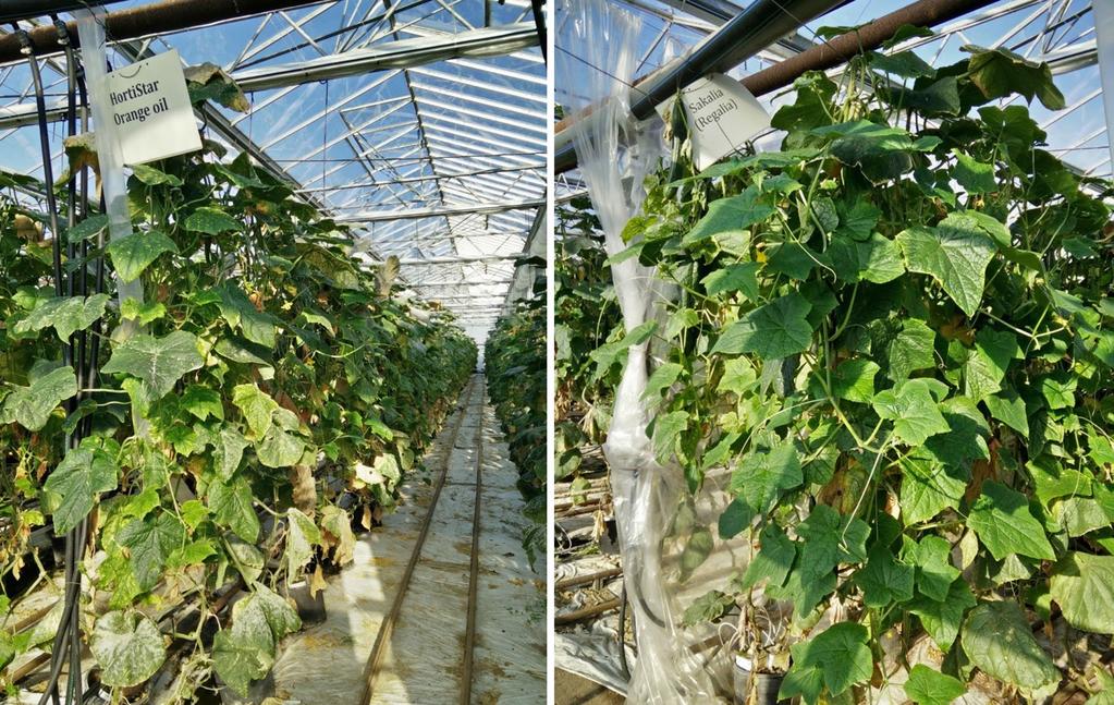 collaboration with growers Slutrapport Finansiär: SLU Ekoforsk, Uppsala Erland Liljeroth,