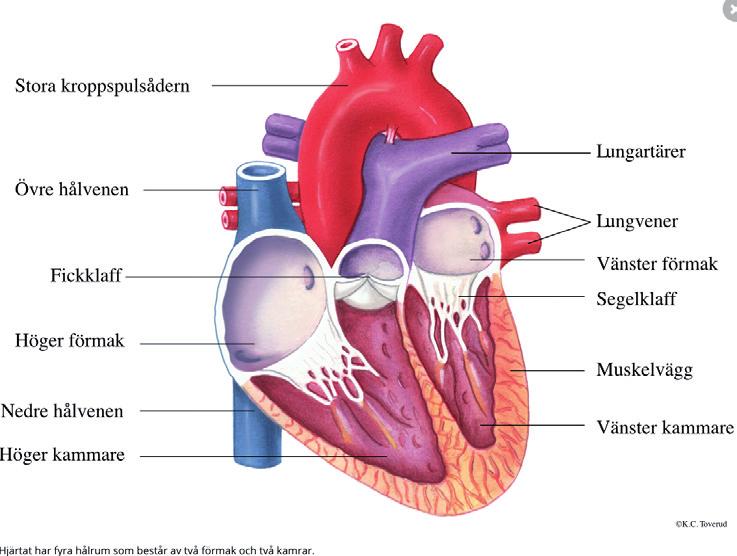 (t.ex. tävlingscyklist) kan hjärtat öka 50 % i storlek och nästan lika mycket i vikt. Vid mer måttlig fysisk träning brukar dock hjärtmåtten vara inom det som anses normalt för ålder och kön.