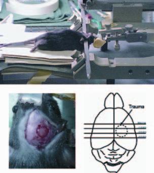 The CCI set-up consists of an air-driven piston causing a mechanical trauma in mice and results in cortical contusions, morphological and cerebrovascular effects, subdural and intra-parenchymal