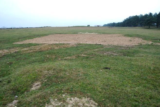 KRISTIANSTADS KOMMUN 12(24) Skötselområde 1 Naturbetesmark 10,9 ha Beskrivning En långsträckt och helt öppen sandmark som betas av nötkreatur.