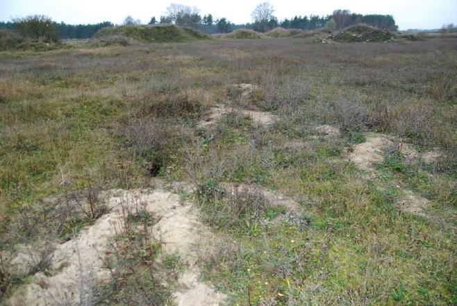 Massorna från schaktningen kan läggas upp som en koncentrerad jordhög på lämplig plats i skötselområde 4. - Gräva bort all vresros med rötterna.