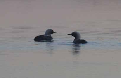 middag för att vi varit chaufförer. Vilket tacksa tas emot. Pacific Loons. foto: michael tydén Council Road i en stilla och klar kväll.