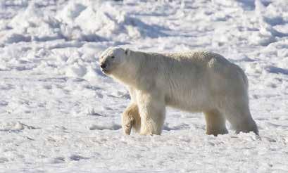Alla åker ut igen kl. 15.00. Vi åker till Barrow för att försöka få hjälp att komma ut till Point Barrow för att om möjligt få se Polar Bear.
