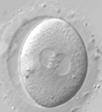 Chansen att bli gravid efter en färsk IVF-behandling har legat stabilt år från år