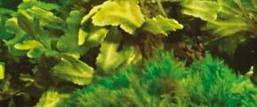 (An isolated find of Gymnocarpium robertianum in SW Skåne, S Sweden) 239 Botaniskt nytt: Inventera i Västerbottens län Fina fynd Rättelse
