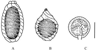 contraria. C. Mellansträfse C. intermedia. D. Papillsträfse C. virgata. E. Raggsträfse C. horrida. Skalstreck 1 mm. Teckning: Marja Koistinen.