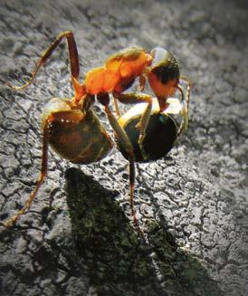 I kulturmiljöer är honungsbin vanliga pollinatörer. De kan inte nå ner till nektarn utan samlar i stället det klibbiga pollenet (figur 1). Emellertid ser man dem ofta sitta och suga i själva sporren.
