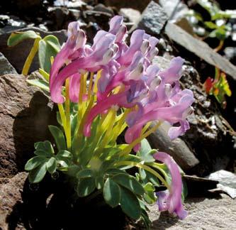 LIDÉN Figur 4. I de högalpina rasmarkerna i Kina och Tibet är det glest mellan växterna, men de som finns annonserar med iögonenfallande blommor. Till vänster Corydalis glycyphyllus och till höger C.