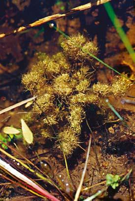 I brackvatten kan kransalger bilda en tät vegetation i skyddade vikar eller laguner, i det här fallet dominerad av