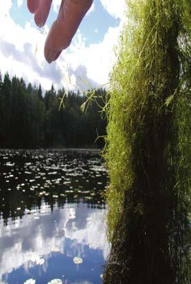 Här växer det sällsynta uddrufset Tolypella intricata i ett hjulspår på Öland. Foto: Roland Ca