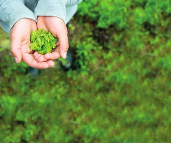 I skogen växer en hållbar framtid Att äga skog ska vara fritt, lönsamt och