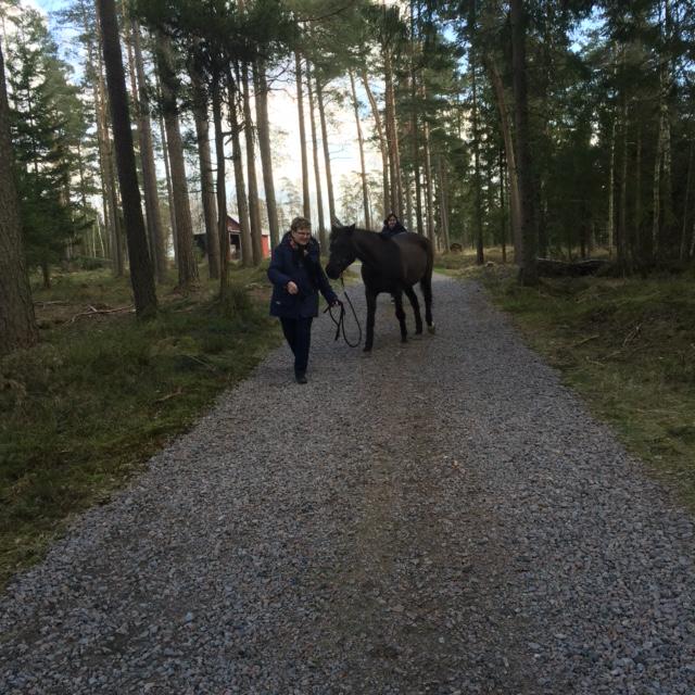 Hästar är flockdjur och för hästen utgör en människa och en häst en flock på två individer.
