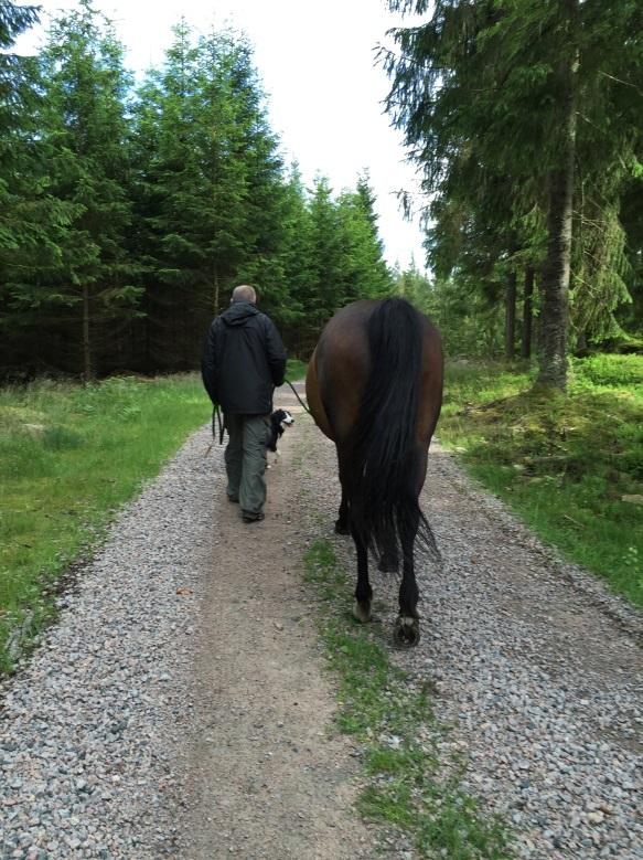 Genomförandet Denna träff inleddes med att vi tillsammans hämtade de lösa hästarna i hagen för att sedan gå en gemensam promenad i skogen.