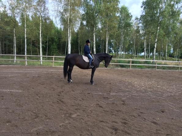 En liten uppvisning för att visa att hästarna går att rida på vid sidan om markövningarna Efterprat och reflektioner De känslor som beskrevs i samband med att de lösa hästarna hämtades i hagen var