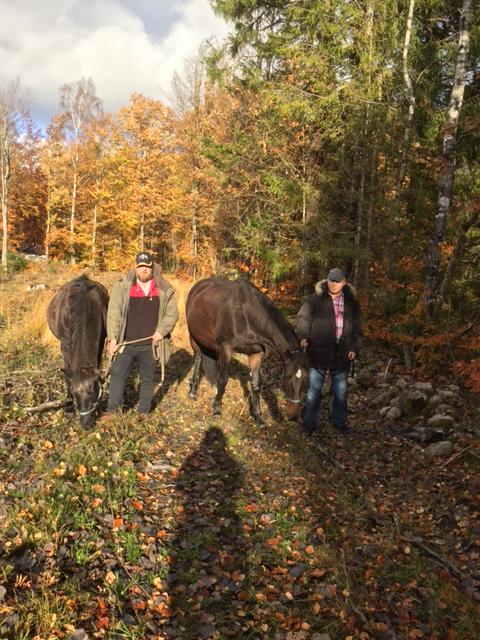 Åttonde träffen 161027 Vid den åttonde träffen medverkade två deltagare torsdagen den 27/10-2016 kl. 13-16. Vädret var härligt höstväder och temperaturen var lagom för effektiv utomhusaktivitet.