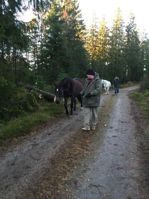 Hästar visar tydligt när de är harmoniska och trygga och det är därför lätt för omgivningen att läsa av och känna in hästens sinnesstämning Reflektioner Vi