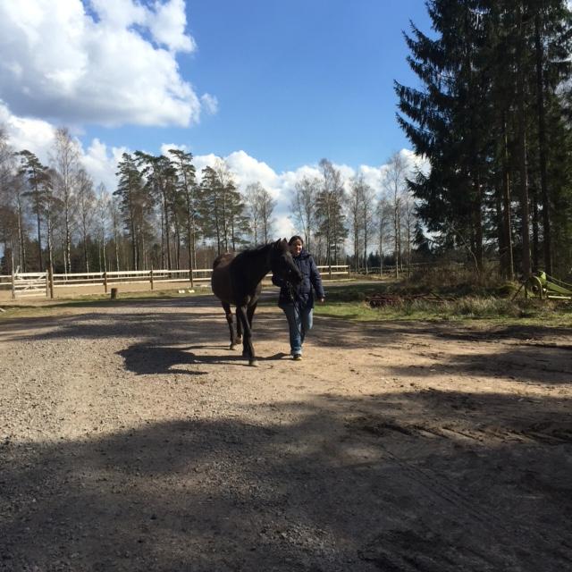 Vem som ska gå före och vem som ska gå efter när man promenarar tillsammans kan vara ett sätt att undersöka vem som ansvarar för att leda flocken på två individer.