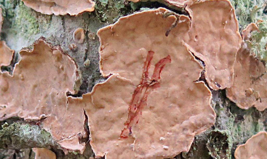 På barkklädd bas av 0,8 m grov, död, stående ek, Quercus robur (samma träd som i Figur 7, innan eken föll).