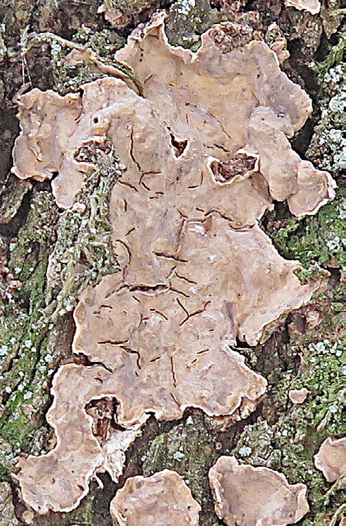 5 6 Figur 5-6. Stereum rugosum (5) och ekskinn, Aleurocystidiellum disciforme (6). En jämförelse av intorkade fruktkroppar med torrsprickor, på stambark av ek, Quercus robur. 5: På kräftskada.