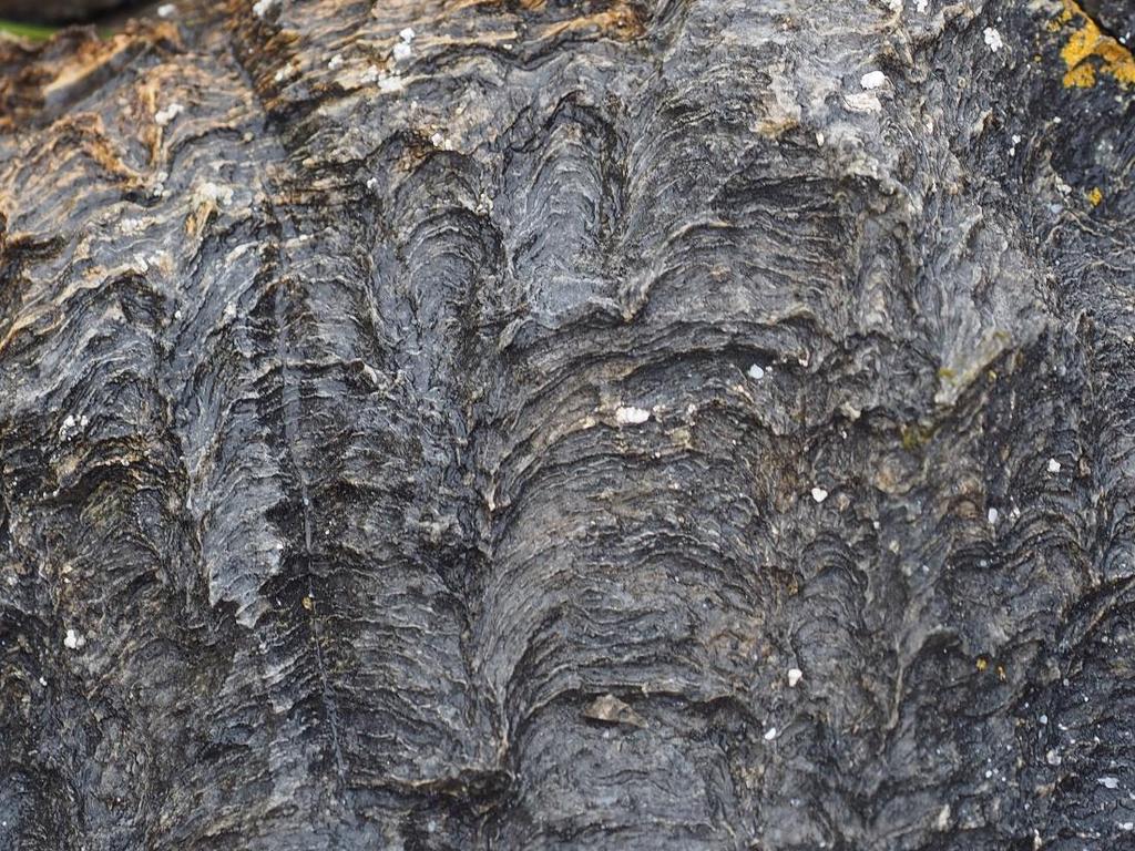 Stromatoliter (från