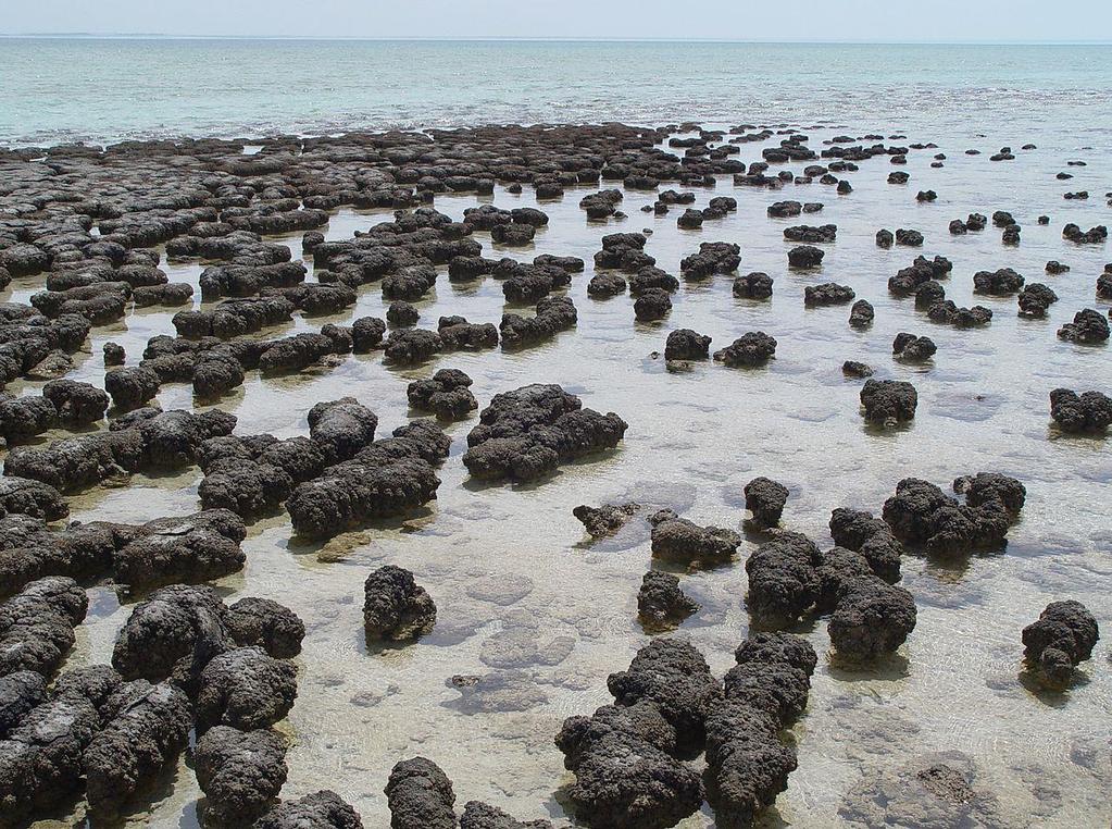 Stromatoliter: