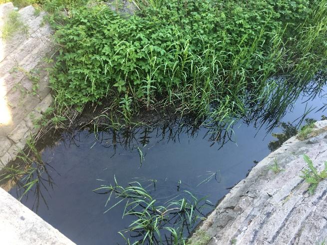 Vidare framgår även att det är liten variation mellan halterna och att halten uppströms Strandstaden var något högre än nedströms.