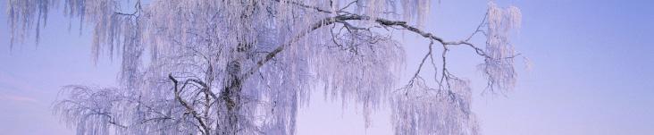 November Barn, ungdomar & familj Lör 2 nov. Ljusvandring vid Vargavidderna Med lyktor och ljus vandrar vi i Vargaviddernas norrländska natur, med den mäktiga mossen och skvattramskogen.
