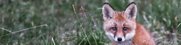 Sön 25 aug. Viskväll i Skrikarboda Eftermiddag i Skrikarbodastugan med sång och musik anknuten till torparlivet i Kilsbergen. Rullstolsanpassat. Fika/korv finns att köpa, eller ta med eget att grilla.
