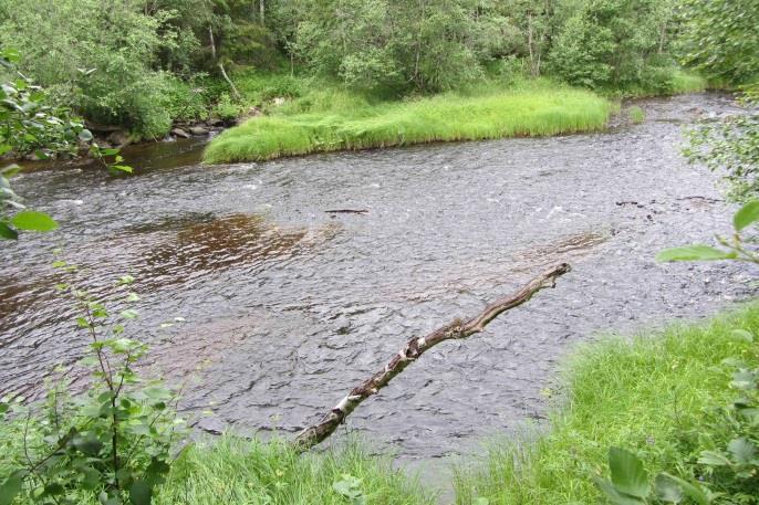 Strax uppströms slutet av den restaurerade sträckan bestod botten av finare grus, småsten och sand och bör kunna utgöra ett lämpligt lekområde för harr.