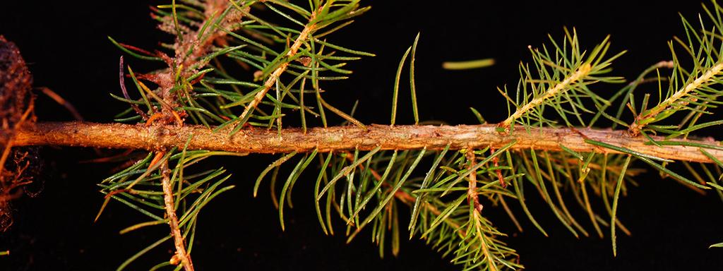 Dessa plantor kom från samma parti och dessa brister i beläggningen hade även uppmärksammats av de lokalt plantansvariga.