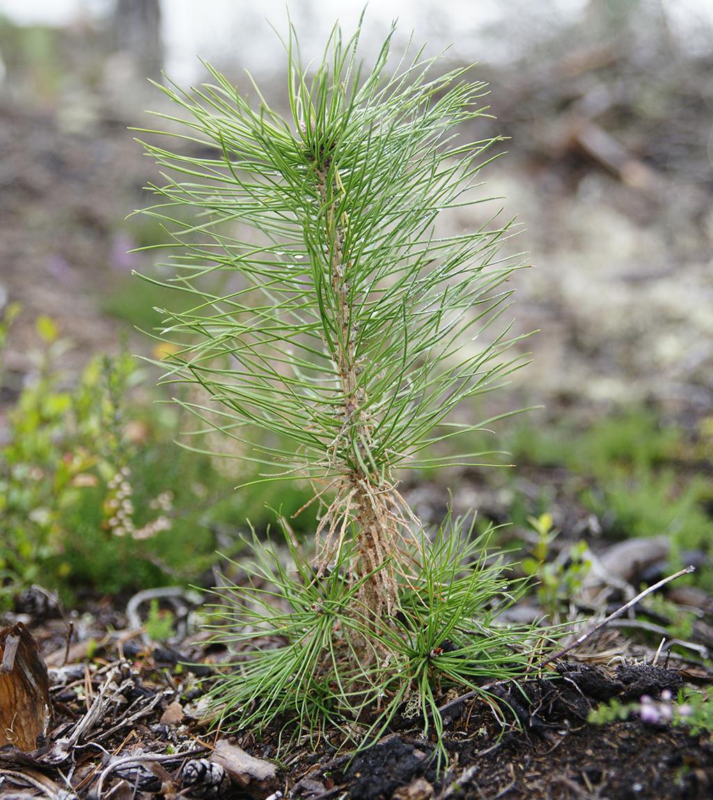 kan kopplas till skador av insekter eller svamp. I dessa fall är det ofta svårt att säkert avgöra vad som dödat plantan.