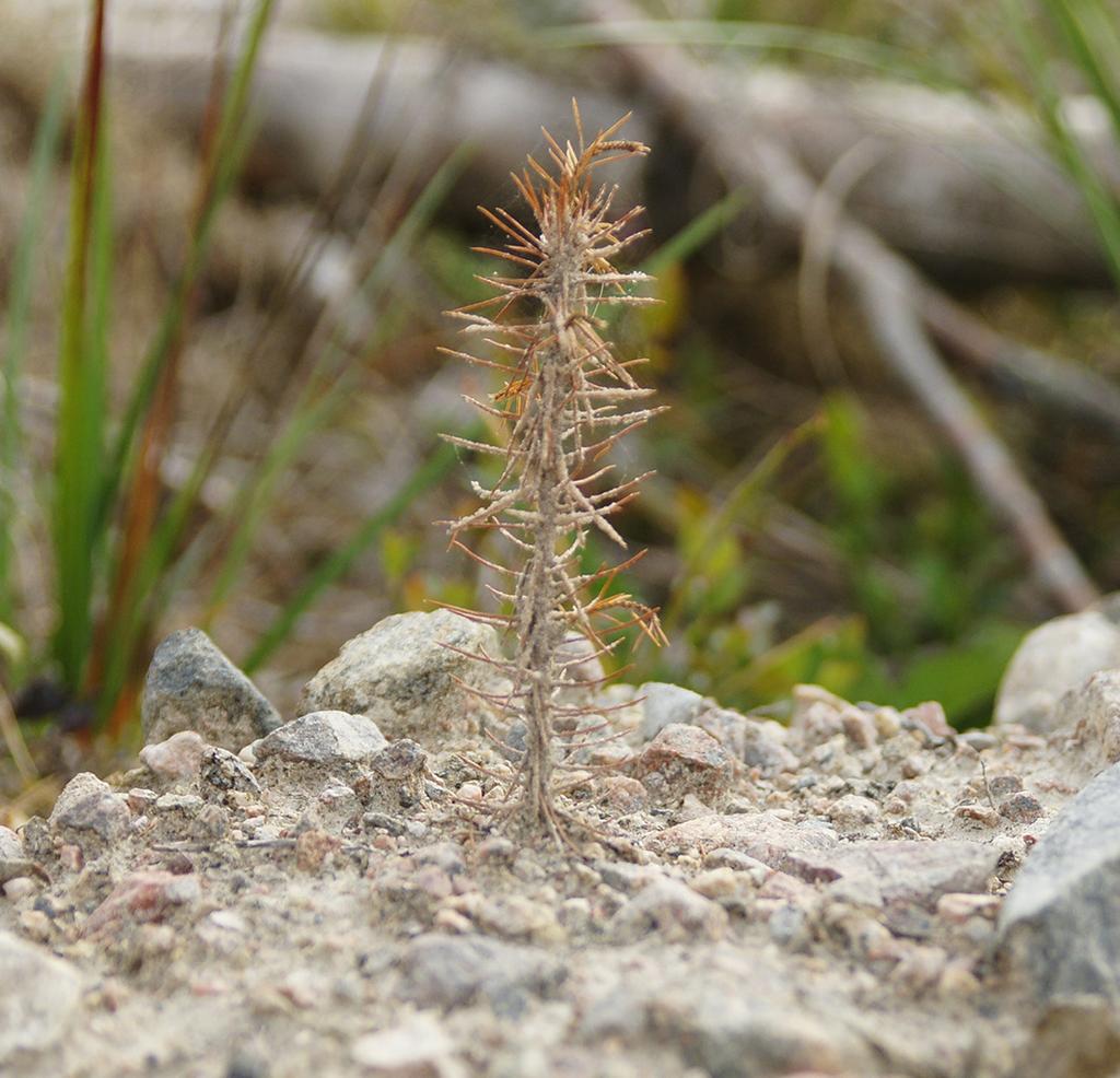 Allvarligare plantskador orsakade av annat än snytbagge, torkstress och i viss mån svart bastborre var marginella och oberoende av Conniflex-behandlingen (t.ex. betskador och trampskador).