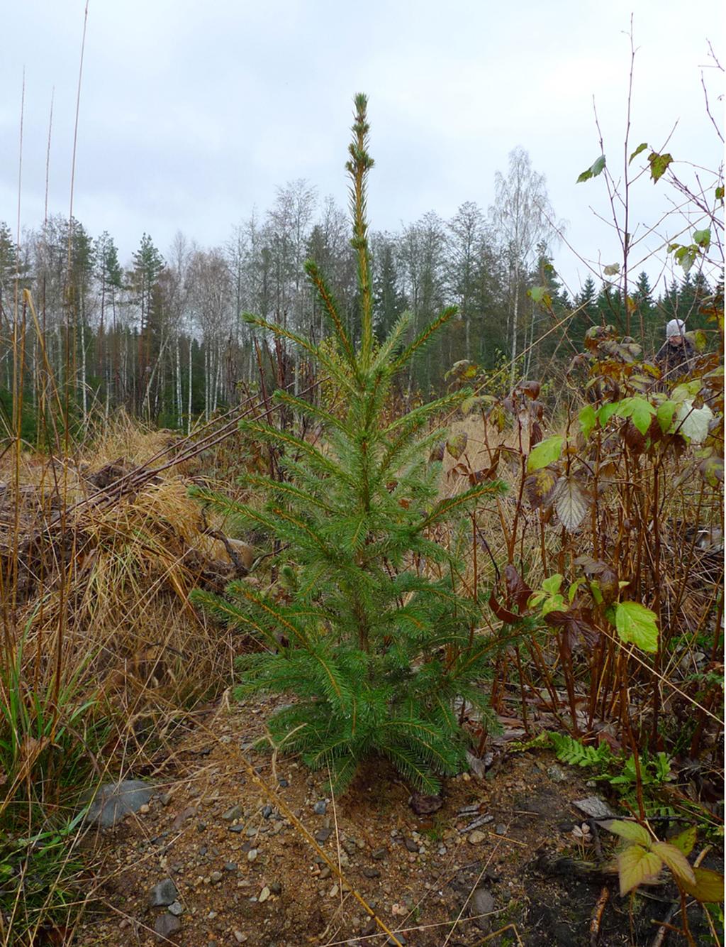 Normalt sett innebär detta barrgnag ingen allvarligare påverkan på plantorna men flera plantor var så defolierade att plantan helt saknade gröna barr.