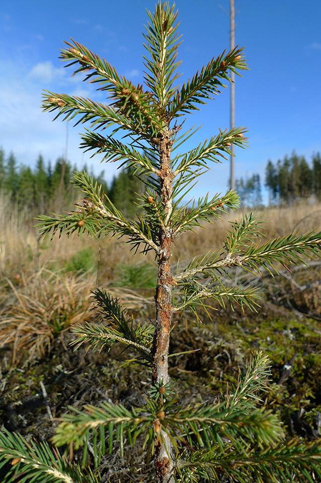 Slutsatser Resultaten från inventeringarna av praktiska planteringar visar att Conniflex ger ett mycket effektivt skydd mot snytbaggeskador.