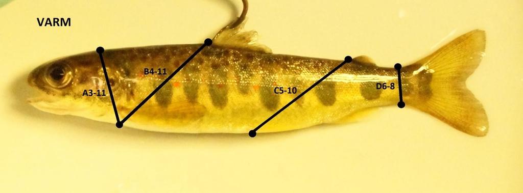 Linjernas beskrivning är A3-11; den bakre delen av neurokranium (början av fjällprydd nacke) till rakt nedanför insättning av bröstfenan, B4-11;