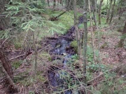 Naturvårdsarter - Medelbredd (m): 0,5 Gränsöverskridande objekt: 1005 ( nordväst om Skällsjön) 4 Visst naturvärde Lugnflytande vatten med sparsam vattenvegetation Visst biotopvärde, obetydligt