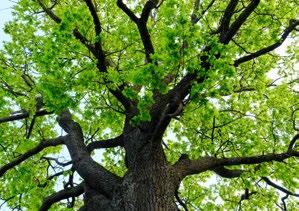 2 Gammal ek vid Missionskyrkan Ekar kan uppnå hög ålder och blir fina när de har gott om utrymme. Eken kom till Sverige för över 9000 år sedan.