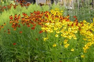 3 Perenner för hela säsongen Här finns till exempel humleblomster (Geum rivale Leonard) och orange eldörtel (Euphorbia grifithii Fire Glow) på försommaren, solbrud (Helenuim The Bishop, Moereim