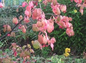 4 Höga och eleganta buskar Körsbärskornellen (Cornus mas) 4a blommar med små gula blommor tidigt på våren långt före forsythian.