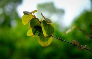 2 Katsura kakträd En grupp unga katsuror (Cercidiphyllum japonicum) står intill lekplatsen.