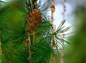 1 Lärkträd vid Jussi Björlings museum Lärken (Larix sp) tappar sina barr på vintern! De nya barren är vackert ljusgröna och har fina små kottar och rosalila blommor i maj-juni.