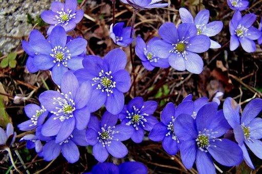 Sveriges natur Har du koll på Sveriges fridlysta blommor? Har du koll på vilka blommor som är fridlysta? Bestämmelserna varierar lite över landet.