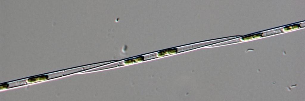 Gymnodinium chlorophorum var den helt dominerande växtplanktonarten i Kosterfjordens ytskikt, där den med 95 000 celler per liter stod för knappt två tredjedelar av den totala cellmängden.