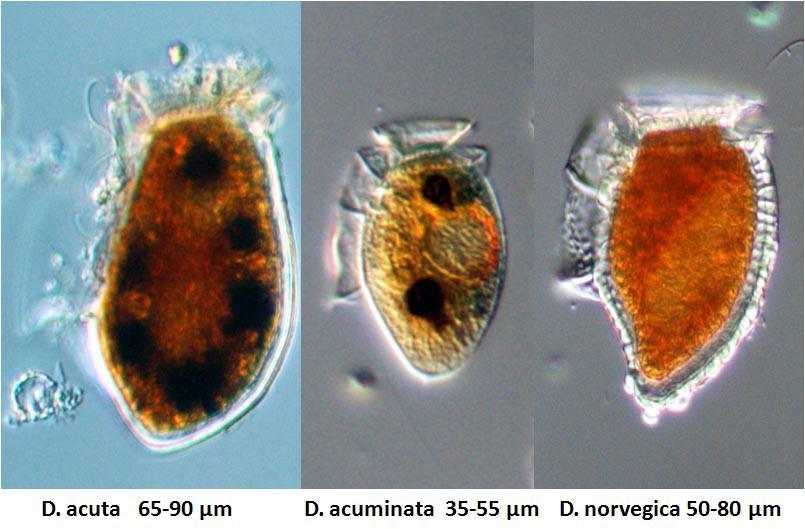 Släktet Dinophysis*, som också tillhör dinoflagellaterna, producerar ett diarré-toxin (DSP), som även det kan nå och förgifta människan via musslor.