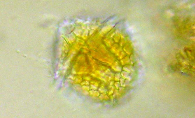 Arterna av Dinophysis* producerar olika mängder toxin och gränsvärdena för cellkoncentrationer varierar därför mellan arterna.