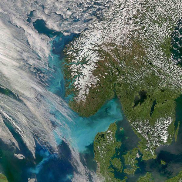 Det är den klart högsta celltätheten som observerats för denna art i BVVFs övervakningsprogram. Vanligen uppnår T. nitzschioides kanske 10 000 celler per liter som maximum.