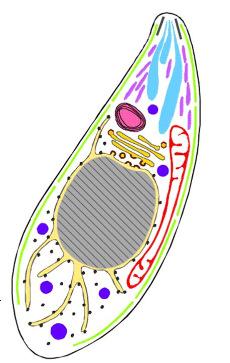 placentasvikt