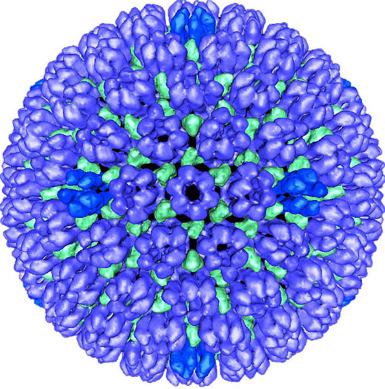 parvo B19, Malaria)